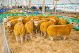 Ring 3 lot 13